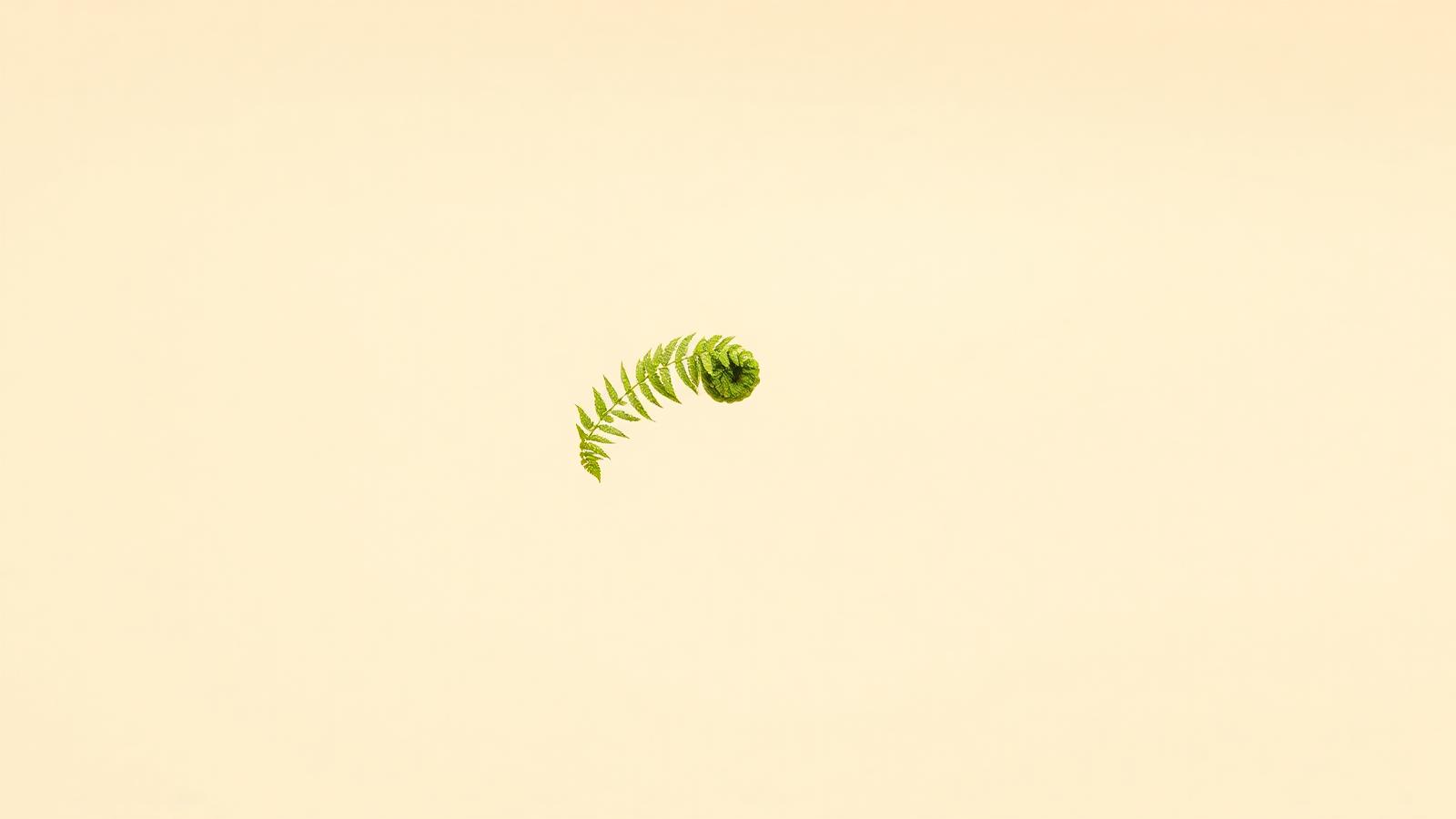 A single fern frond unfurling